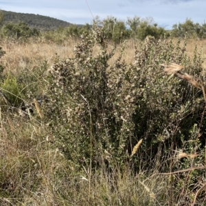 Olearia myrsinoides at Tantangara, NSW - 15 Apr 2023