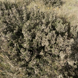 Olearia myrsinoides at Tantangara, NSW - 15 Apr 2023