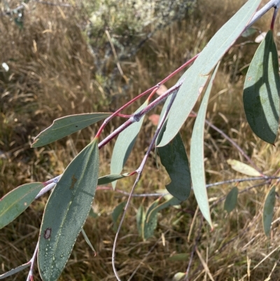 Eucalyptus lacrimans (Weeping Snow Gum) at Cooleman, NSW - 15 Apr 2023 by Mavis