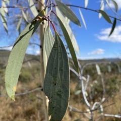 Eucalyptus lacrimans at Cooleman, NSW - 15 Apr 2023