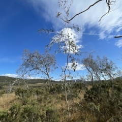 Eucalyptus lacrimans at Kosciuszko National Park - 15 Apr 2023