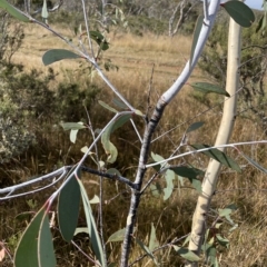 Eucalyptus lacrimans at Cooleman, NSW - 15 Apr 2023