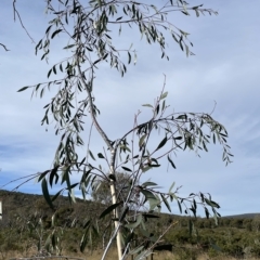 Eucalyptus lacrimans at Cooleman, NSW - 15 Apr 2023