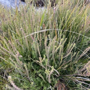 Epacris breviflora at Tantangara, NSW - 14 Apr 2023