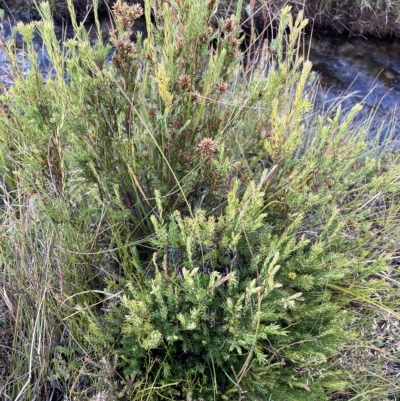 Epacris paludosa (Alpine Heath) at Tantangara, NSW - 14 Apr 2023 by Mavis