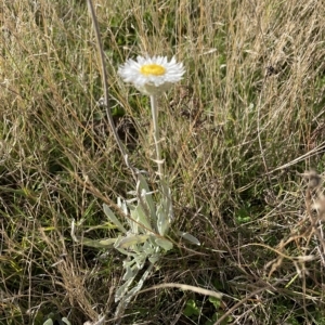 Leucochrysum alpinum at Tantangara, NSW - 14 Apr 2023