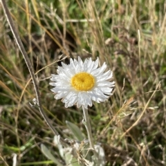 Leucochrysum alpinum at Tantangara, NSW - 14 Apr 2023