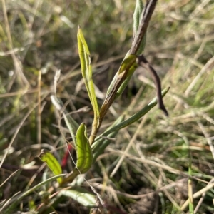 Xerochrysum subundulatum at Tantangara, NSW - 14 Apr 2023