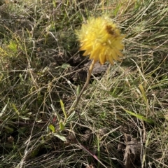 Xerochrysum subundulatum at Tantangara, NSW - 14 Apr 2023