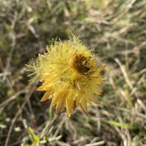 Xerochrysum subundulatum at Tantangara, NSW - 14 Apr 2023