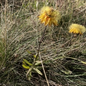 Xerochrysum subundulatum at Tantangara, NSW - 14 Apr 2023