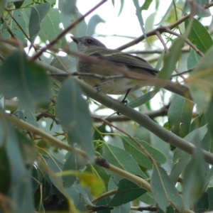 Pachycephala pectoralis at Symonston, ACT - 15 Apr 2023