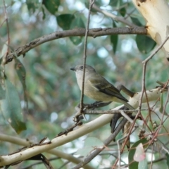 Pachycephala pectoralis at Symonston, ACT - 15 Apr 2023