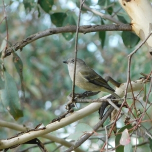 Pachycephala pectoralis at Symonston, ACT - 15 Apr 2023