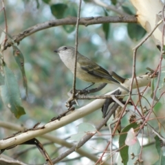 Pachycephala pectoralis at Symonston, ACT - 15 Apr 2023 04:45 PM