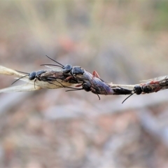 Diamma bicolor (Blue ant, Bluebottle ant) at Aranda Bushland - 9 Apr 2023 by CathB