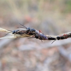 Diamma bicolor (Blue ant, Bluebottle ant) at Aranda, ACT - 9 Apr 2023 by CathB