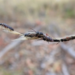 Diamma bicolor at Aranda, ACT - 9 Apr 2023