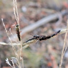 Diamma bicolor at Aranda, ACT - 9 Apr 2023