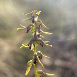 Corunastylis clivicola at Bungendore, NSW - 24 Feb 2023