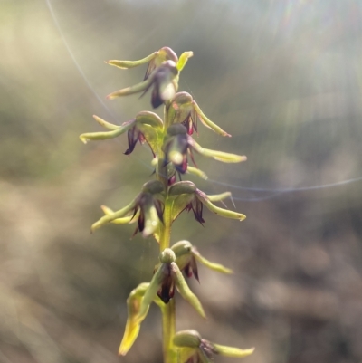 Corunastylis clivicola (Rufous midge orchid) at Bungendore, NSW - 24 Feb 2023 by AJB