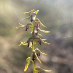Corunastylis clivicola (Rufous midge orchid) at Bungendore, NSW - 24 Feb 2023 by AJB