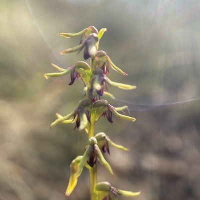 Corunastylis clivicola (Rufous midge orchid) at Bungendore, NSW - 24 Feb 2023 by AJB