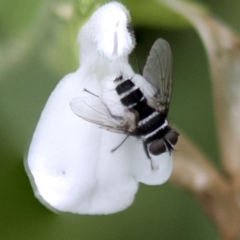 Trigonospila sp. (genus) (A Bristle Fly) at Higgins, ACT - 27 Mar 2023 by AlisonMilton