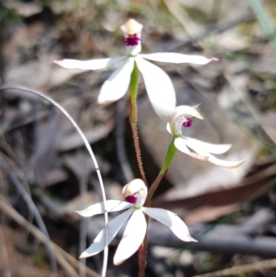 Caladenia cucullata (Lemon Caps) at Black Mountain - 8 Nov 2022 by HappyWanderer