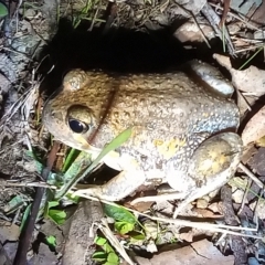 Limnodynastes dumerilii (Eastern Banjo Frog) at Point Hut to Tharwa - 15 Apr 2023 by michaelb