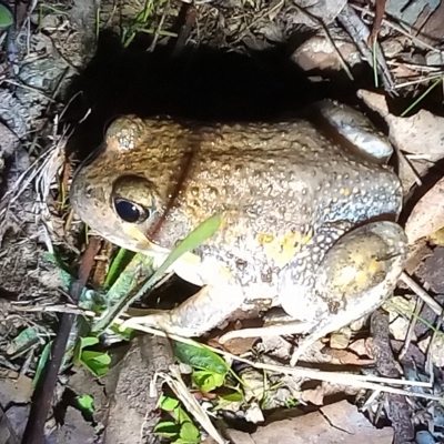 Limnodynastes dumerilii (Eastern Banjo Frog) at Point Hut to Tharwa - 15 Apr 2023 by michaelb