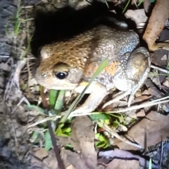 Limnodynastes dumerilii at Paddys River, ACT - 15 Apr 2023