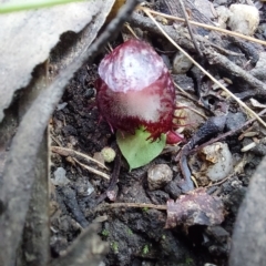 Corysanthes hispida (Bristly Helmet Orchid) at Tidbinbilla Nature Reserve - 15 Apr 2023 by Venture