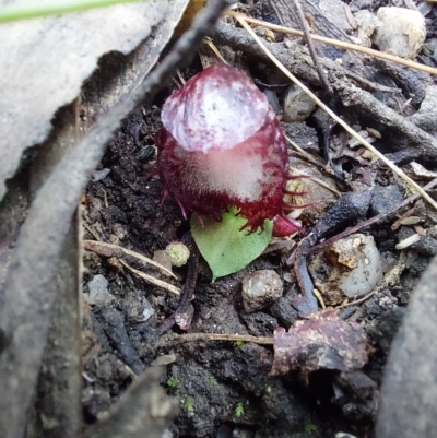 Corysanthes hispida (Bristly Helmet Orchid) at Paddys River, ACT - 15 Apr 2023 by Venture