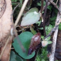 Corysanthes hispida (Bristly Helmet Orchid) at Tidbinbilla Nature Reserve - 15 Apr 2023 by Venture