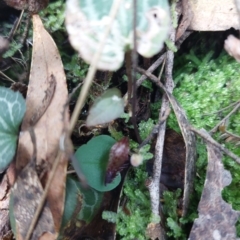 Corysanthes hispida at Paddys River, ACT - 15 Apr 2023