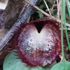 Corysanthes hispida (Bristly Helmet Orchid) at Tidbinbilla Nature Reserve - 15 Apr 2023 by Venture