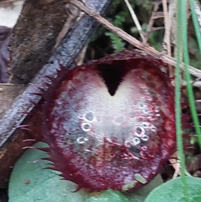 Corysanthes hispida (Bristly Helmet Orchid) at Tidbinbilla Nature Reserve - 15 Apr 2023 by Venture