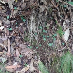 Corysanthes hispida at Paddys River, ACT - suppressed