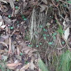 Corysanthes hispida at Paddys River, ACT - 15 Apr 2023