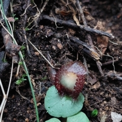 Corysanthes hispida (Bristly Helmet Orchid) at Tidbinbilla Nature Reserve - 15 Apr 2023 by Venture