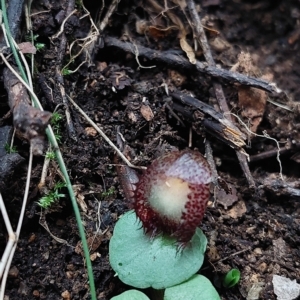 Corysanthes hispida at Paddys River, ACT - 15 Apr 2023