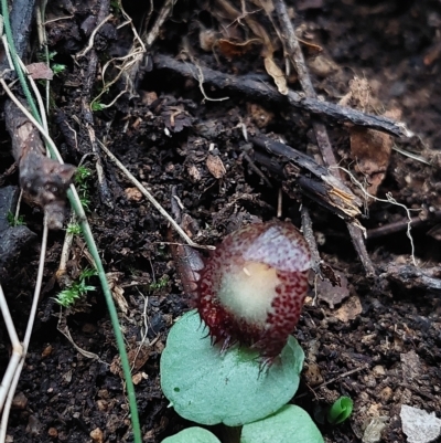 Corysanthes hispida (Bristly Helmet Orchid) at Paddys River, ACT - 15 Apr 2023 by Venture