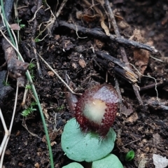 Corysanthes hispida (Bristly Helmet Orchid) at Paddys River, ACT - 15 Apr 2023 by Venture