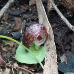 Corysanthes hispida (Bristly Helmet Orchid) at Paddys River, ACT - 15 Apr 2023 by Venture