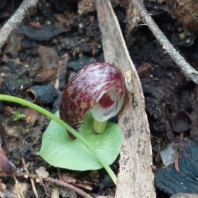 Corysanthes hispida (Bristly Helmet Orchid) at Paddys River, ACT - 15 Apr 2023 by Venture