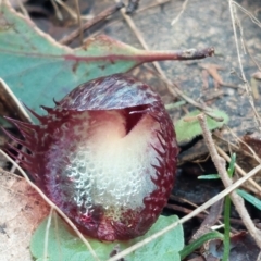 Corysanthes hispida at Paddys River, ACT - suppressed