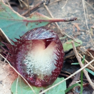 Corysanthes hispida at Paddys River, ACT - suppressed