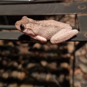 Litoria peronii at Kangaroo Valley, NSW - suppressed