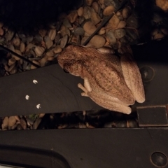 Litoria peronii at Kangaroo Valley, NSW - suppressed